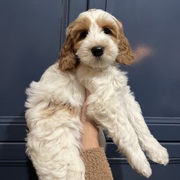 Snoopy - Chalk male Australian Labradoodle puppy in Orange, California from Little Kingdom Doodles