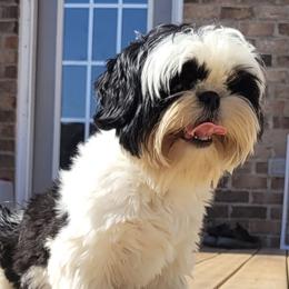 Shih Tzu puppies from WillowCreek Mountain View Shih Tzu