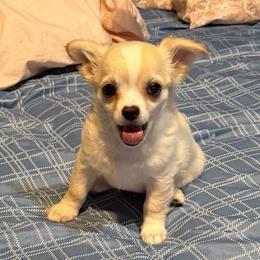 Dave - Fawn male Chihuahua puppy in Seneca, Missouri from Stephanie’s Puppy Colony