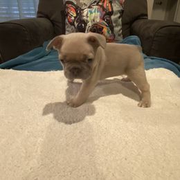 French Bulldog Puppies from Zoey's Dynasty French Bulldogs