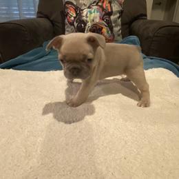 French Bulldog Puppies from Zoey's Dynasty French Bulldogs