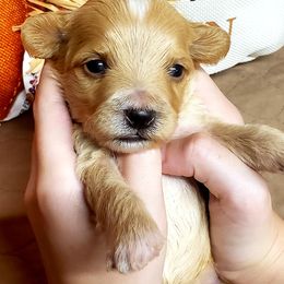 Einstein - Apricot Maltipoo puppy in Mabelvale, Arkansas from Durham's Designer Poos