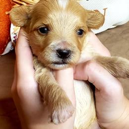 Einstein - Apricot Maltipoo puppy in Mabelvale, Arkansas from Durham's Designer Poos