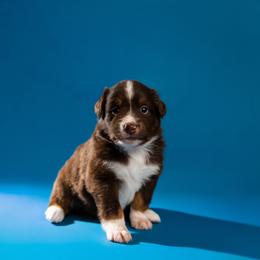 Cierre - Red tri-color male Australian Shepherd puppy in Davenport, Florida from Polkaussies