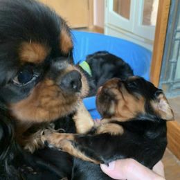Cavalier King Charles Spaniels from Lee’s Cavaliers