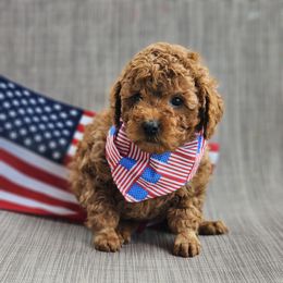 Tajin - Red  male Poodle puppy in Hoagland, Indiana from Kandyland Kennels