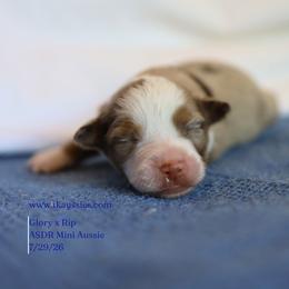 Banks- Red Merle Male - Red merle male Miniature Australian Shepherd puppy in Nacogdoches, Texas from TK Standard, Mini, & Toy Aussies