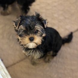 Lola - Blue and gold female Yorkshire Terrier puppy in Portland, Oregon from Bohemian Beauty Yorkshire Terrier