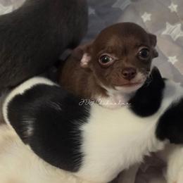 Bambi - Chocolate and white male Chihuahua puppy in Albuquerque, New Mexico from JVJ Chihuahua
