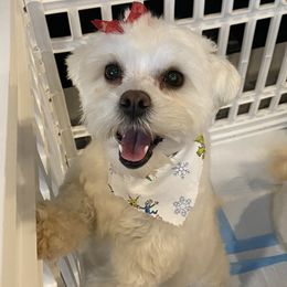 Lovely - Maltipoo