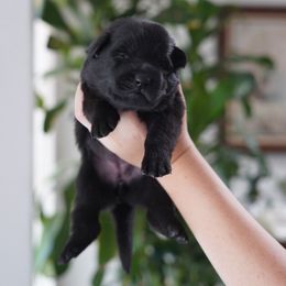 Mercury - Black female German Shepherd puppy in Coarsegold, California from Yosemite Shepherds