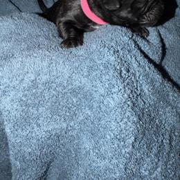 Female - Black female Cane Corso puppy in Pearland, Texas from Lonestar Corso Kennels