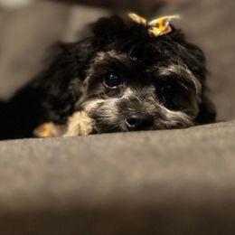 Mia - Maltipoo