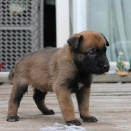 German Shepherd Puppies from Vom Kühnes Herz