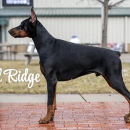 Vinny - Doberman Pinscher