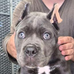 AKC and ICCF - Purple Collar Girl - Hera X Lawman - Gray female Cane Corso puppy in Gorman, Texas from McOmber Country Kennels