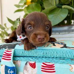 Cocoa Bean - Chocolate and tan male Dachshund puppy in Middleton, Idaho from Doodle Doxie