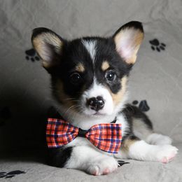 Pembroke Welsh Corgi Puppies from Synergy Stables, Inc.