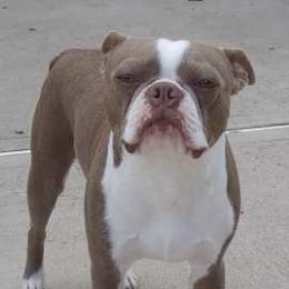 Boston Terriers from Meatloaf's Boston