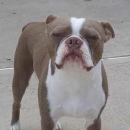 Boston Terriers from Meatloaf's Boston