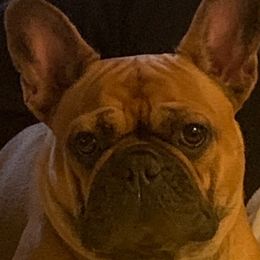 French Bulldogs from Bee Frenchies