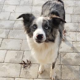 Miniature Australian Shepherds from Brown Family Aussies