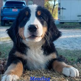 Meatlug - Tri-color male Bernese Mountain Dog puppy in Shawnee, Oklahoma from Little House