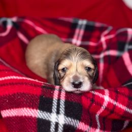 Prancer - Cream male Dachshund puppy in Kingman, Arizona from Diddle Bros Dachshunds