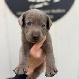 Pink collar - Silver female Dilute Retriever puppy in Valley Center, California from Stunning Silver Bullets Labradors