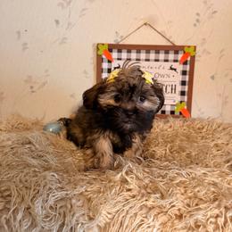 Grace - Gold female Shih Tzu puppy in Hibbing, Minnesota from Iron Range Shih Tzu and Puppies