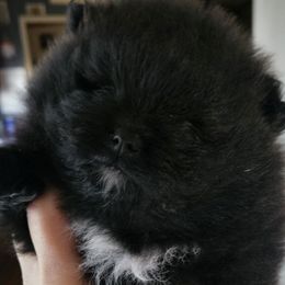 Pomeranians from Tracy Rush