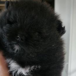 Pomeranians from Tracy Rush