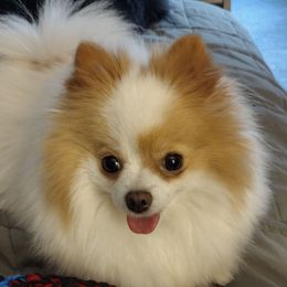 Buttercup - Pomeranian