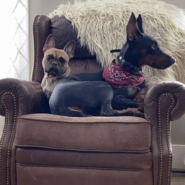 Doberman Pinschers from Horizon Canines