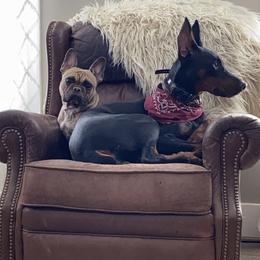 Doberman Pinschers from Horizon Canines