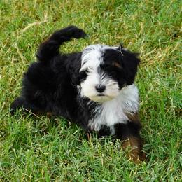 Reese BTF - Black tri-color female Aussiedoodle puppy in Lawton, Oklahoma from Lindsey’s Aussies