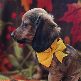 Sweet pea - Sable female Dachshund puppy in New York from T. Rex Doxies & Friends