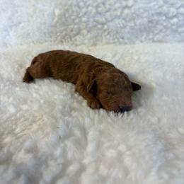 Daisy - Red  female Goldendoodle puppy in Wever, Iowa from JK Royal Lines