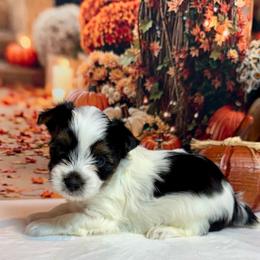 Ollie. 3800 - Black tan and white male Biewer Terrier puppy in Nicholls, Georgia from Southeast Biewers