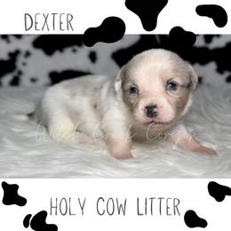 Dexter - Blue merle and white male American Corgi puppy in Greenwood, Indiana from Witch Creek Corgis
