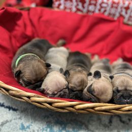 French Bulldog Puppies from Silver Maple Frenchies
