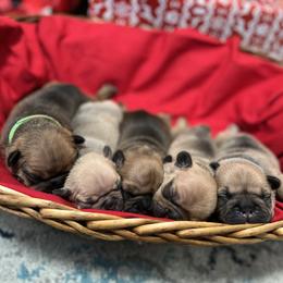 French Bulldog Puppies from Silver Maple Frenchies