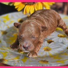 Girl - Red  female Poodle puppy in Salem, Missouri from Meadowbrook Poodles