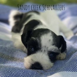 Miniature Schnauzer Puppies from Sandy Creek Schnauzers