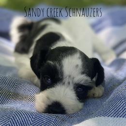 Miniature Schnauzer Puppies from Sandy Creek Schnauzers