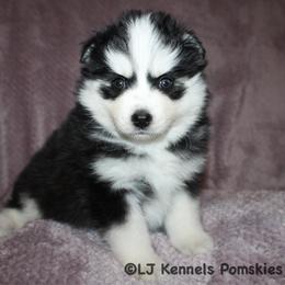 Longhorn - Black and white male Pomsky puppy in Centerville, Iowa from LJ Kennels Pomskies, LLC