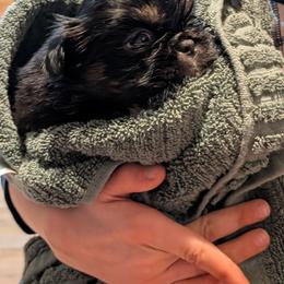 Boy 1 - Black and tan male Pekingese puppy in Crown City, Ohio from Amy’s Lil Pekingese