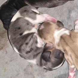 Black Cream dapple piebald - Piebald female Dachshund puppy in Port Charlotte, Florida from Vicki's Dachshund Crossing