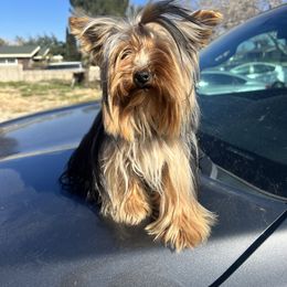 Diamond - Yorkshire Terrier