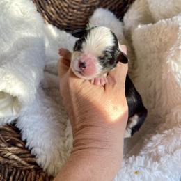 Boy 4 - Tri-color male Bernedoodle puppy in Superior, Arizona from Mountain Bridge Doodles